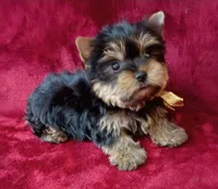 AKC Tiny Prince Ch. Lines, a male Yorkshire Terrier for sale in Pembroke Pines, FL – 4 of 4