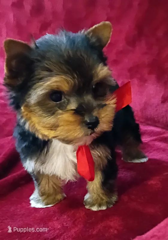 AKC Ch. Bloodlines Cody – Yorkshire Terrier puppy for sale in Pembroke Pines, FL
