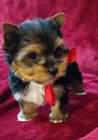 AKC Ch. Bloodlines Cody, a male Yorkshire Terrier for sale in Pembroke Pines, FL – 3 of 4