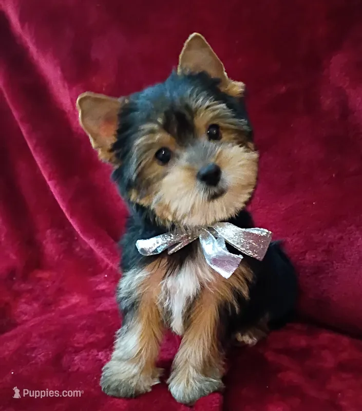 AKC Bo Ch. Bloodlines  – Yorkshire Terrier puppy for sale in Pembroke Pines, FL