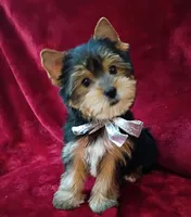 AKC Bo Ch. Bloodlines , a male Yorkshire Terrier for sale in Pembroke Pines, FL – 1 of 4