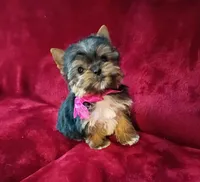 T cup Cookie Ch. Lines, a female Yorkshire Terrier for sale in Pembroke Pines, FL – 5 of 7