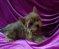 AKC Foxy Boy, a male Yorkshire Terrier for sale in Hollywood, FL – 1 of 3