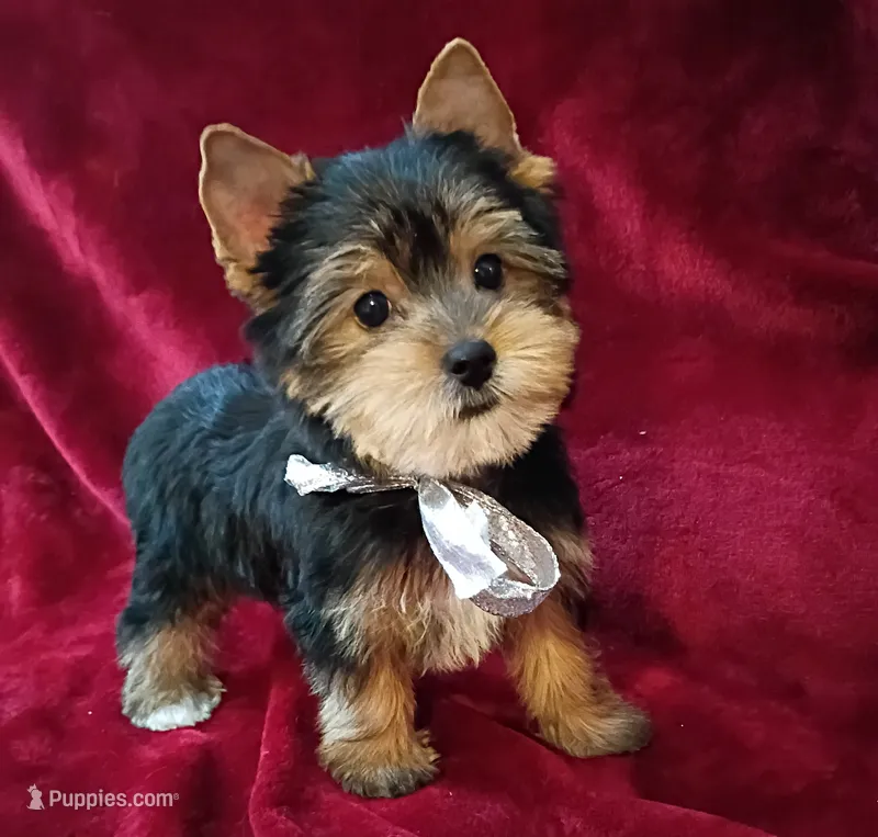 AKC Bo Ch. Bloodlines  – Yorkshire Terrier puppy for sale in Pembroke Pines, FL