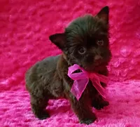 Serena, a female Yorkshire Terrier for sale in Pembroke Pines, FL – Photo 3 of 5