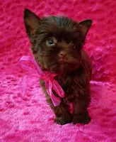 Serena, a female Yorkshire Terrier for sale in Pembroke Pines, FL – Photo 5 of 5