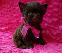 Serena, a female Yorkshire Terrier for sale in Pembroke Pines, FL – Photo 4 of 5