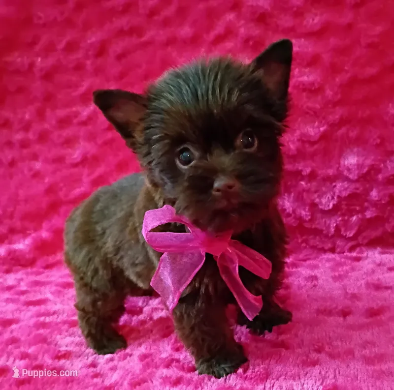 Serena – Yorkshire Terrier puppy for sale in Pembroke Pines, FL