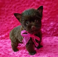 Serena, a female Yorkshire Terrier for sale in Pembroke Pines, FL – Photo 1 of 5