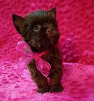 Serena, a female Yorkshire Terrier for sale in Pembroke Pines, FL – Photo 2 of 5
