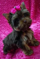 T cup Baby Doll face Chocolate/ tan , a female Yorkshire Terrier for sale in Pembroke Pines, FL – 7 of 9