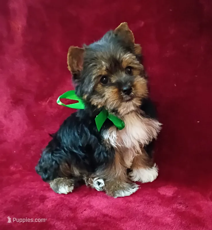 AKC Oreo Ch. Bloodlines  – Yorkshire Terrier puppy for sale in Pembroke Pines, FL