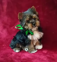 AKC Oreo Ch. Bloodlines , a male Yorkshire Terrier for sale in Pembroke Pines, FL – 2 of 4