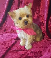 AKC Pretty Princess , a female Yorkshire Terrier for sale in Hollywood, FL – 3 of 4