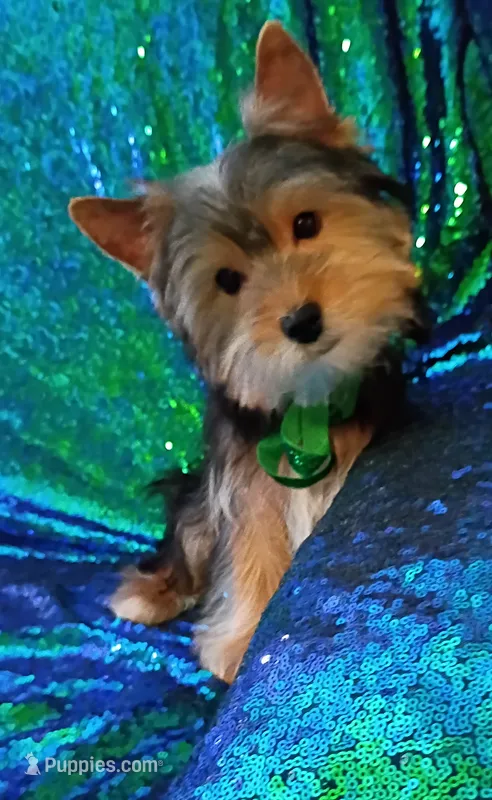 AKC Bo Ch. Bloodlines  – Yorkshire Terrier puppy for sale in Hollywood, FL