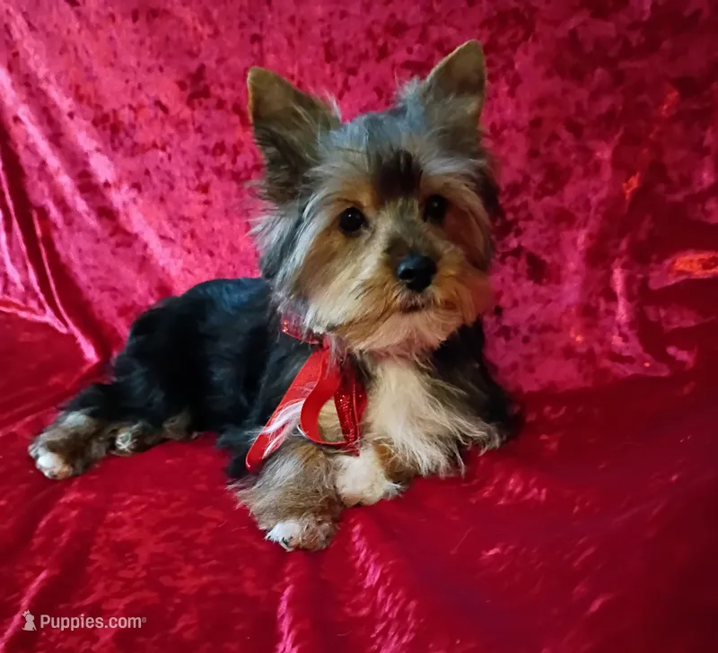 AKC Oreo Ch. Bloodlines   – Yorkshire Terrier puppy for sale in Hollywood, FL