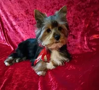 AKC Oreo Ch. Bloodlines  , a male Yorkshire Terrier for sale in Hollywood, FL – 2 of 3