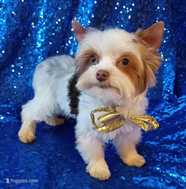 Lil Chocolate 3 pds. 3 ounce  – Yorkshire Terrier puppy for sale in Pembroke Pines, FL