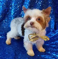 Lil Chocolate 3 pds. 3 ounce , a male Yorkshire Terrier for sale in Pembroke Pines, FL – Photo 1 of 3