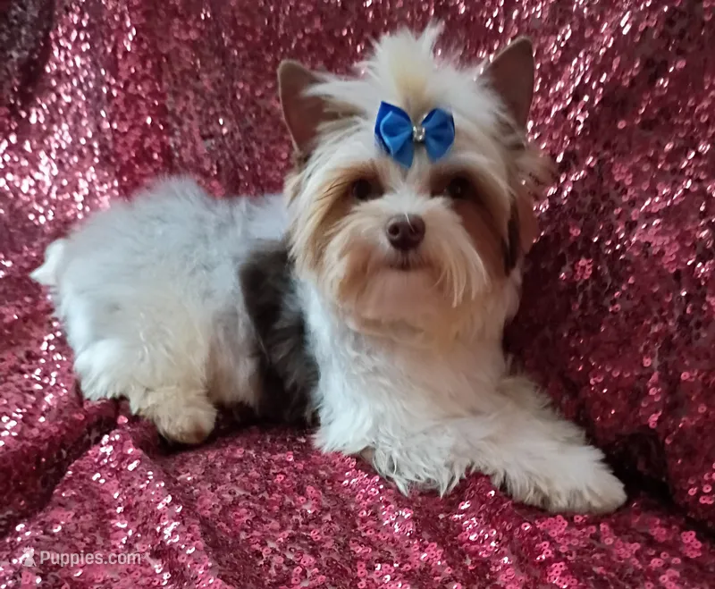 Lil Chocolate 3 pds. 10 oz – Yorkshire Terrier puppy for sale in Pembroke Pines, FL