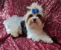 Lil Chocolate 3 pds. 10 oz, a male Yorkshire Terrier for sale in Pembroke Pines, FL – Photo 1 of 4
