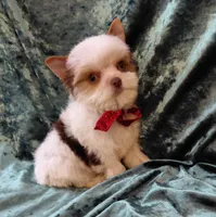 Lil Chocolate Chip, a male Yorkshire Terrier for sale in Pembroke Pines, FL – Photo 2 of 4