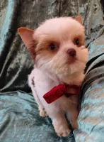 Lil Chocolate Chip, a male Yorkshire Terrier for sale in Pembroke Pines, FL – Photo 1 of 4