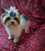 Lil Chocolate 3 pds. 10 oz, a male Yorkshire Terrier for sale in Pembroke Pines, FL – Photo 2 of 4