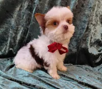 Lil Chocolate Chip, a male Yorkshire Terrier for sale in Pembroke Pines, FL – Photo 4 of 4