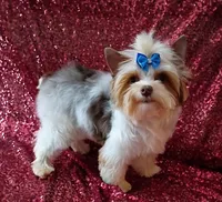 Lil Chocolate 3 pds. 10 oz, a male Yorkshire Terrier for sale in Pembroke Pines, FL – Photo 4 of 4