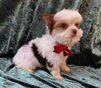 Lil Chocolate Chip, a male Yorkshire Terrier for sale in Pembroke Pines, FL – Photo 3 of 4