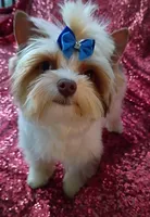 Lil Chocolate 3 pds. 10 oz, a male Yorkshire Terrier for sale in Pembroke Pines, FL – Photo 3 of 4