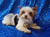 Lil Chocolate 3 pds. 3 ounce , a male Yorkshire Terrier for sale in Pembroke Pines, FL – Photo 3 of 3