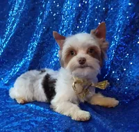 Lil Chocolate 3 pds. 3 ounce , a male Yorkshire Terrier for sale in Pembroke Pines, FL – Photo 2 of 3