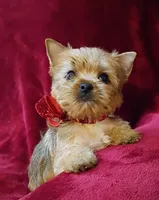 AKC Pretty Princess , a female Yorkshire Terrier for sale in Pembroke Pines, FL – 2 of 4