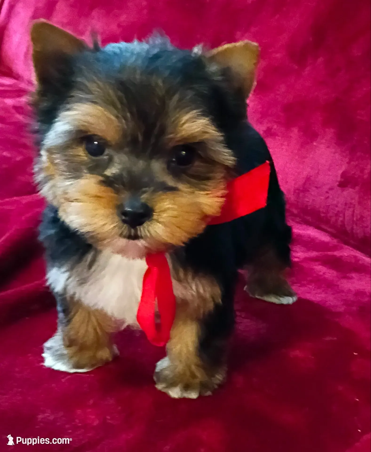 AKC Ch. Bloodlines Cody, a male Yorkshire Terrier for sale in Pembroke Pines, FL – 4 of 4