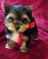 AKC Ch. Bloodlines Cody, a male Yorkshire Terrier for sale in Pembroke Pines, FL – 4 of 4
