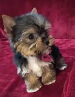 T cup Cookie Ch. Lines, a female Yorkshire Terrier for sale in Pembroke Pines, FL – 4 of 7