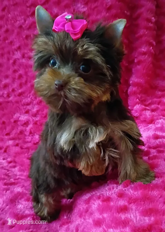 T cup Baby Doll face Chocolate/ tan  – Yorkshire Terrier puppy for sale in Pembroke Pines, FL