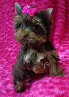T cup Baby Doll face Chocolate/ tan , a female Yorkshire Terrier for sale in Pembroke Pines, FL – 1 of 9