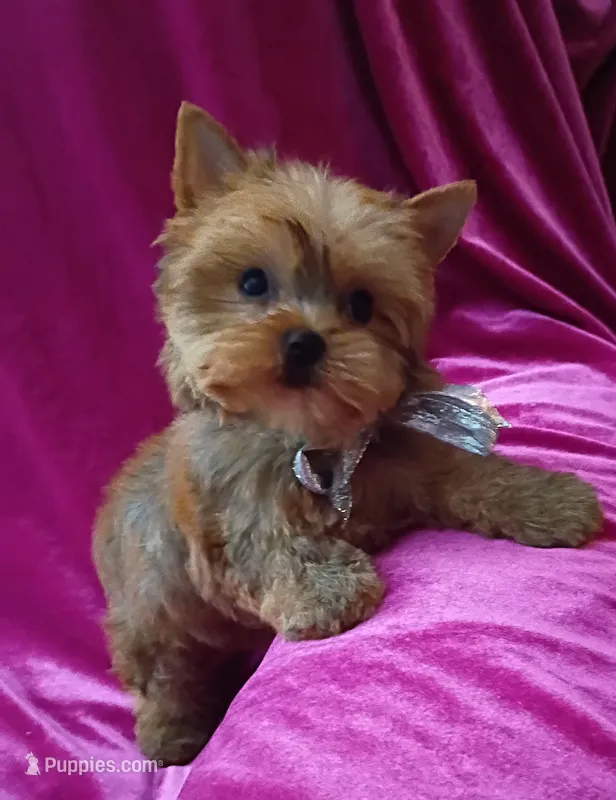 Tiny AKC Baby Doll face boy – Yorkshire Terrier puppy for sale in Hollywood, FL