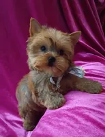 Tiny AKC Baby Doll face boy, a male Yorkshire Terrier for sale in Hollywood, FL – 1 of 5