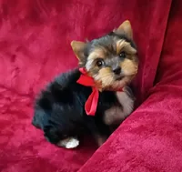 AKC Ch. Bloodlines Cody, a male Yorkshire Terrier for sale in Pembroke Pines, FL – 2 of 4