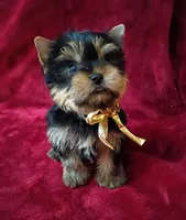 AKC Tiny Prince Ch. Lines, a male Yorkshire Terrier for sale in Pembroke Pines, FL – 2 of 4