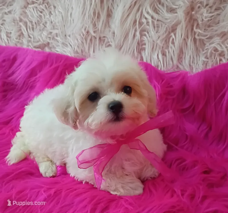 Lil Princess  – Maltipoo puppy for sale in Hollywood, FL