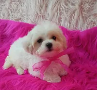 Lil Princess , a female Maltipoo for sale in Hollywood, FL – 3 of 4
