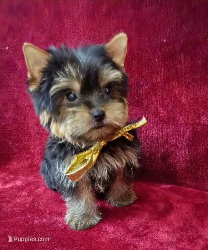 AKC Tiny Baby Doll face Prince Ch. Lines – Yorkshire Terrier puppy for sale in Pembroke Pines, FL