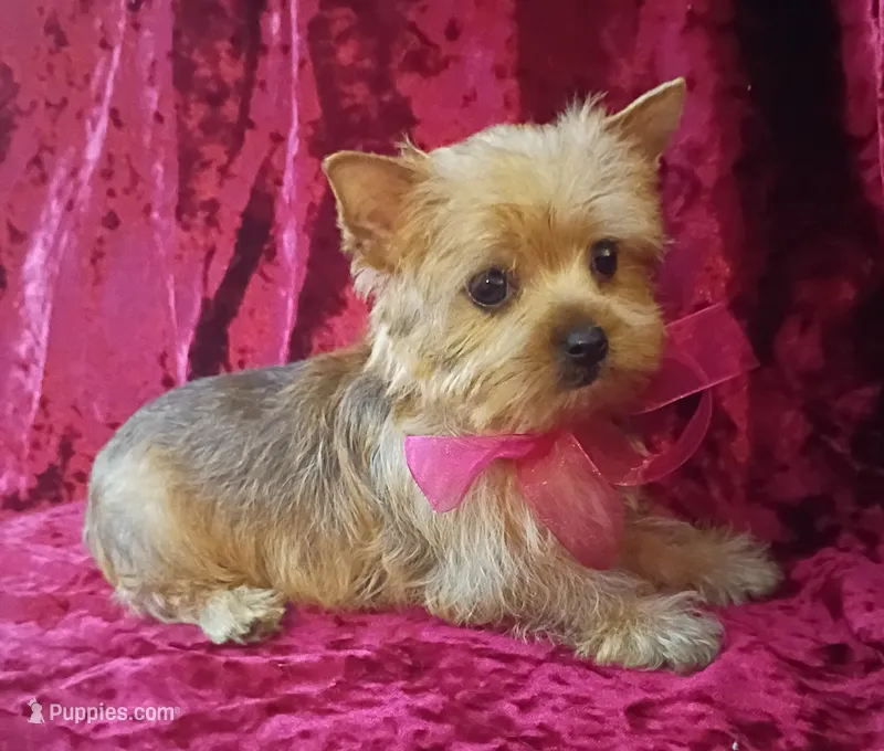 AKC Pretty Princess  – Yorkshire Terrier puppy for sale in Pembroke Pines, FL