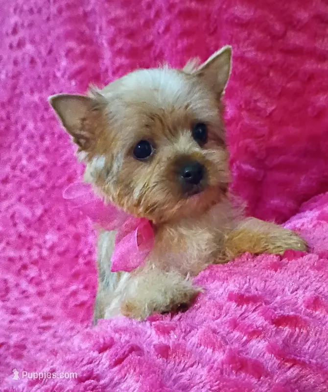 AKC Pretty Princess  – Yorkshire Terrier puppy for sale in Pembroke Pines, FL