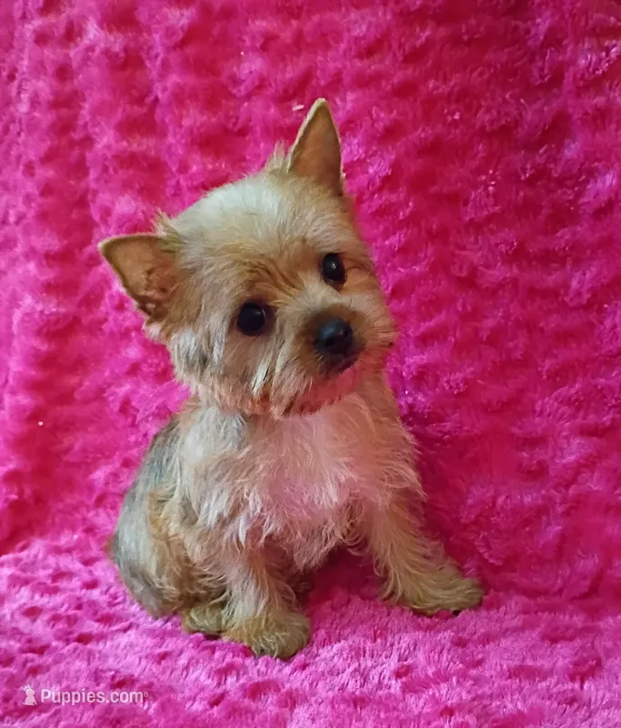 AKC Pretty Princess  – Yorkshire Terrier puppy for sale in Pembroke Pines, FL